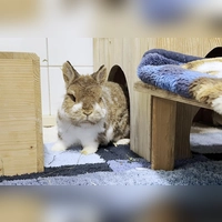 Mex hat Zahnprobleme, ist EC-positiv und benötigt aufgrund seiner Arthrose regelmäßig Schmerzmittel.  (Foto: Tierheim Riem)