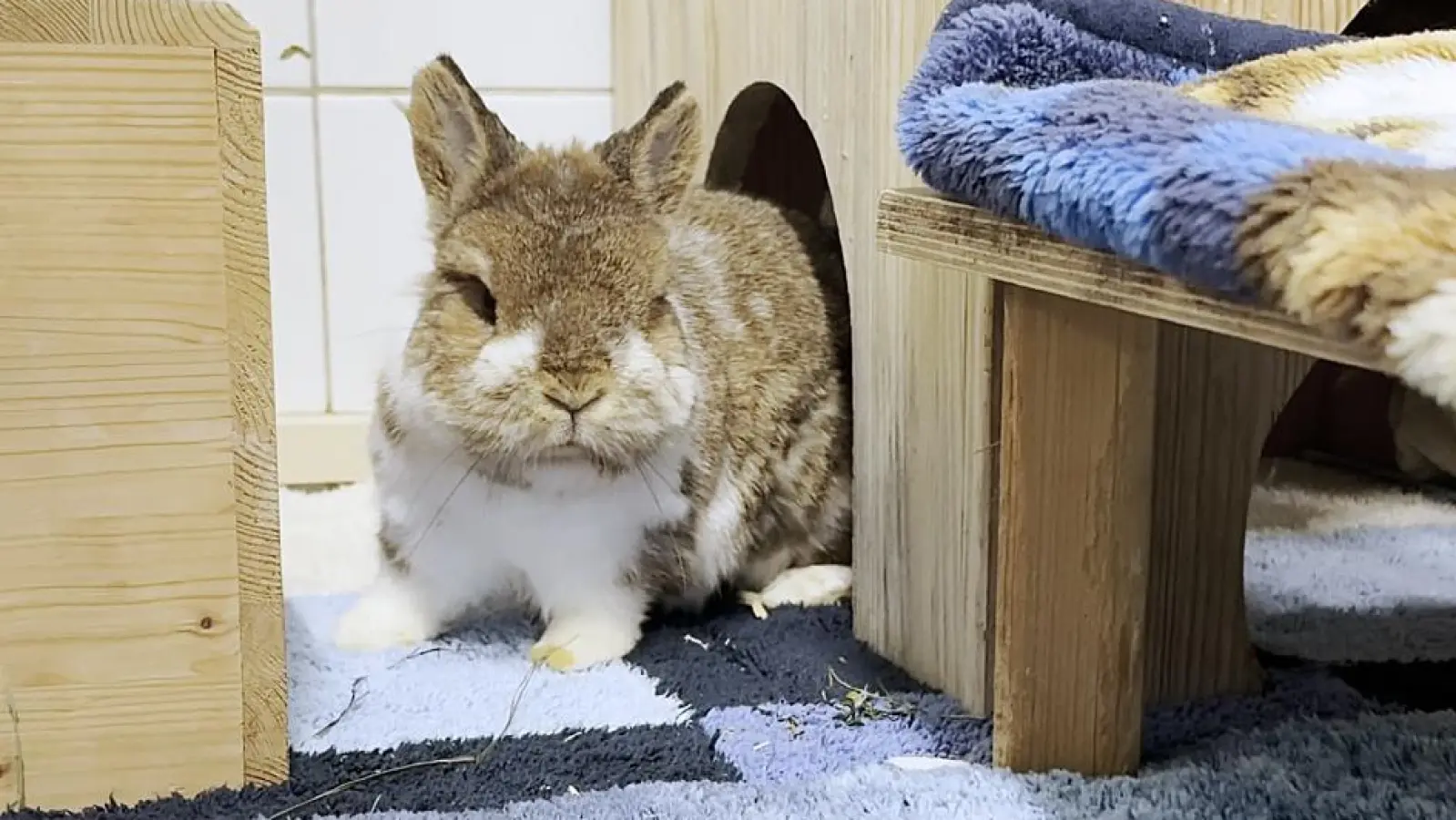 Mex hat Zahnprobleme, ist EC-positiv und benötigt aufgrund seiner Arthrose regelmäßig Schmerzmittel.  (Foto: Tierheim Riem)