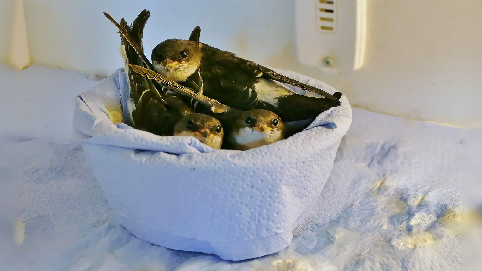 Ab Herbst können Schwalbenjungen und andere Wildvogelarten direkt in der Auswilderungsstation des Tierschutzvereins auf ihr Leben in freier Wildbahn vorbereitet werden. (Foto: Tierschutzverein München)