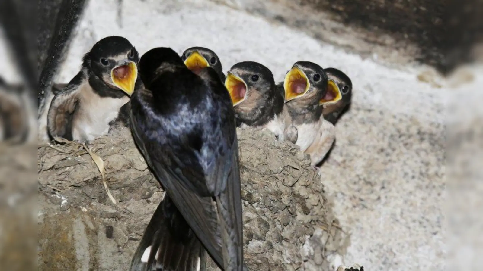 Rauchschwalben im Nest. (Foto: Ralph Sturm/ LBV)