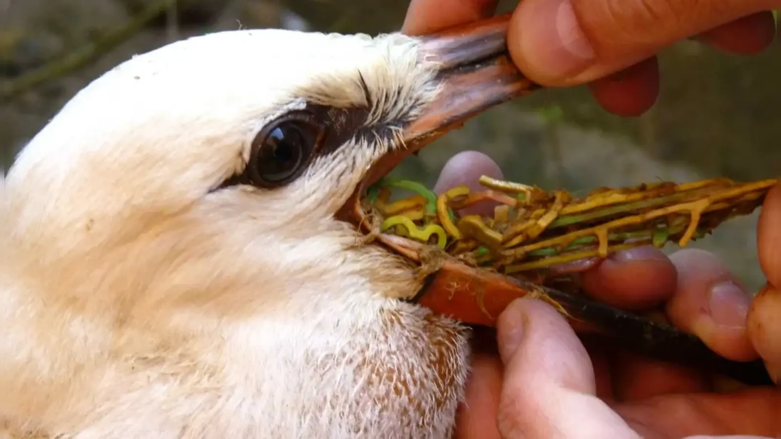Vögel, unter anderem Weißstörche (Foto), halten Gummibänder für Würmer und verenden oft daran. Deshalb bittet der LBV, Haushaltsgummis nur im Restmüll zu entsorgen, denn dort werden sie verbrannt.  (Foto: © Bärbel Rogoschik)