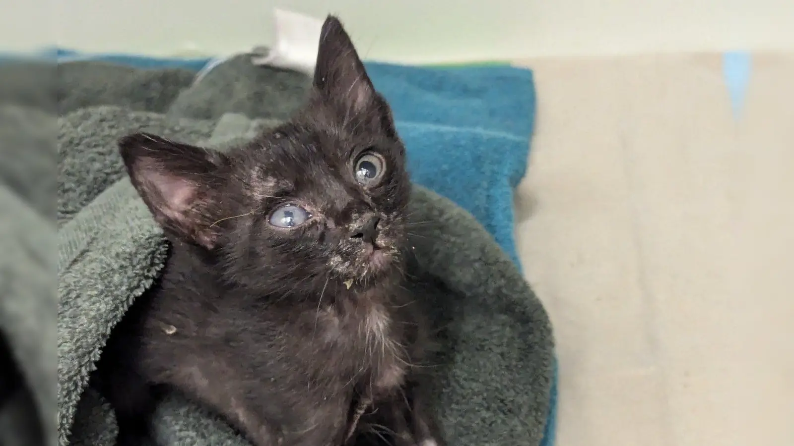 Katerchen Melone kam als blinder Passagier von Neapel nach Bayern. Aktuell wird er im Münchner Tierheim gepäppelt und gepflegt.  (Foto: Tierschutzverein München)