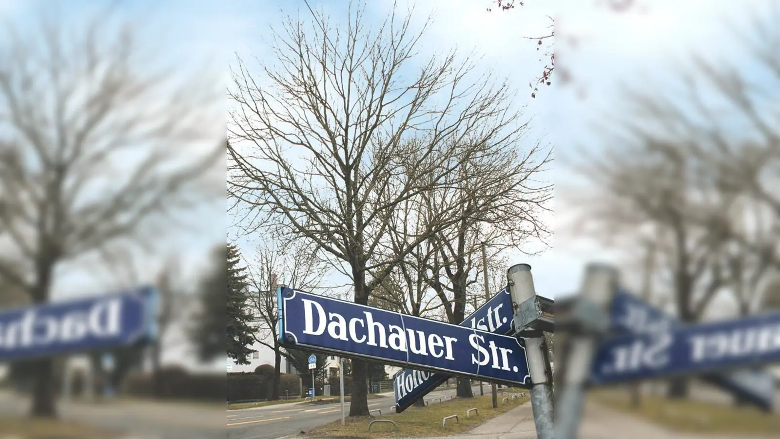 Die Eschen am Straßenrand sind von einem Schadpilz befallen und damit ist der geplante Ausbau der Dachauer Straße auf unbestimmte Zeit verschoben. 	 (F.: ws)