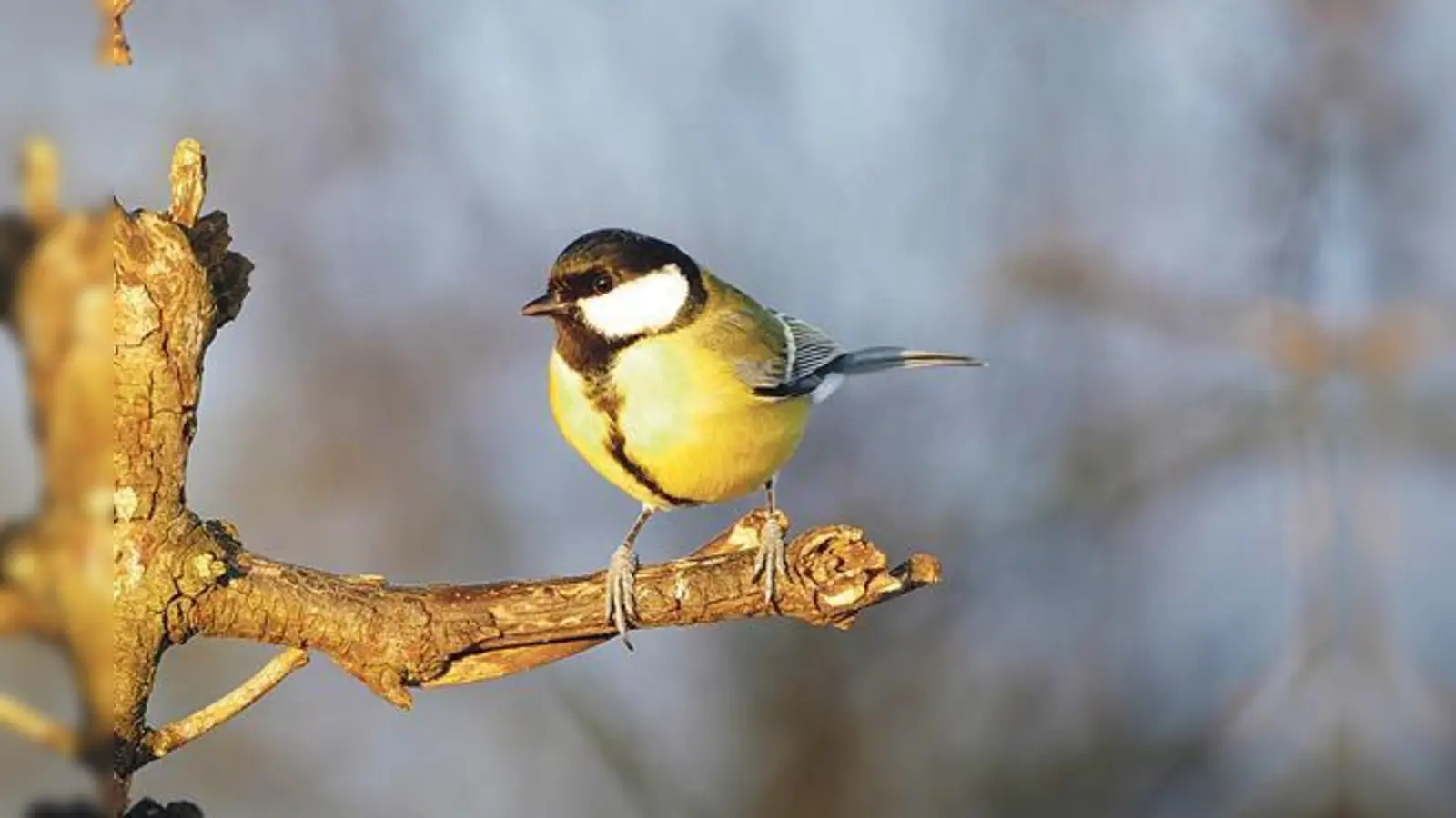 Die Vögel pfeifen es schon von den Bäumen: Der Frühling kommt! Höchste Zeit für die Haarer Nistkasten-Aktion am Sonntag, 26. Februar am Waldfriedhof. 	 (Foto: © Erwin Taschner)