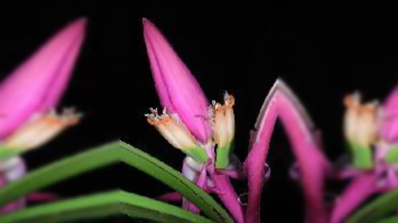 Blütenstand des Manilahanfs.	 (Foto: Botan. Garten)