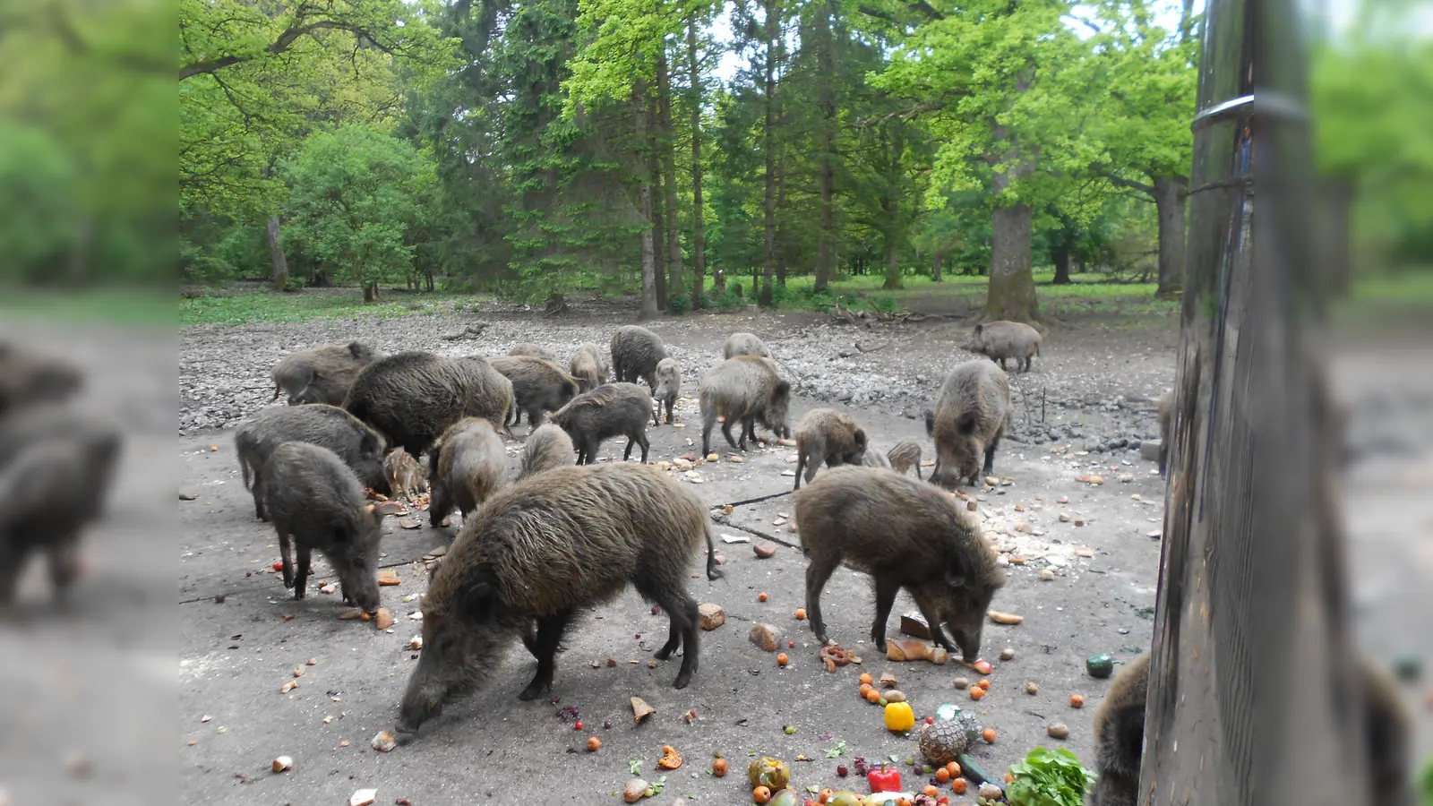 Die nächste Lesung im Wald findet am 21. Mai statt. Der Eintritt ist frei. (Foto: hw)