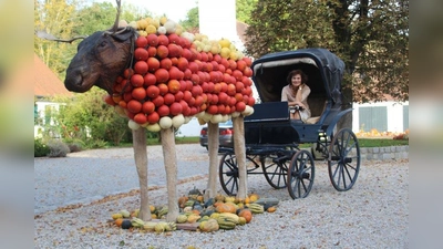 Der Kürbis-Elch &amp;quot;zieht&amp;quot; die Kutsche der Kürbiskönigin Walburga Loock aus Schwabhausen. (Foto: Huss-Weber)