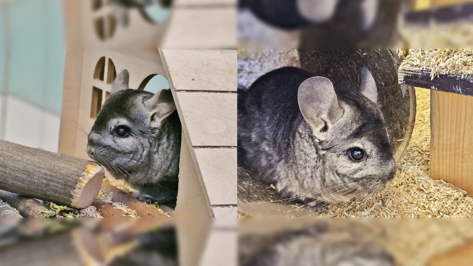 Von nun an möchten die beiden ihr Leben nur noch gemeinsam bestreiten. (Foto: Tierheim Riem)