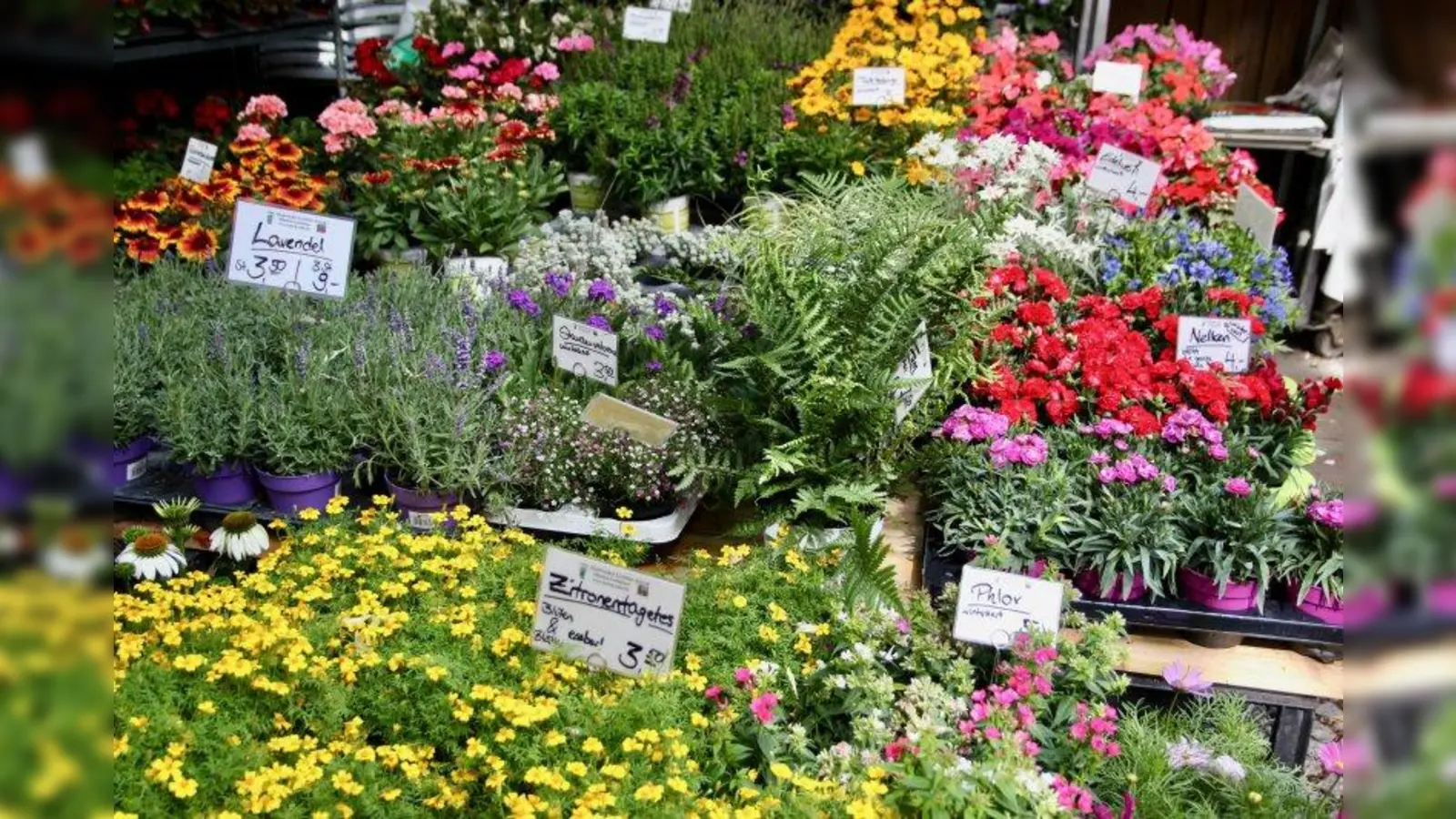 Pasinger Oase: am Viktualienmarkt gibt es Blumen, Obst, Gemüse, Käse, Eier, Fleisch und Fisch und obendrein eine Atmosphäre zum Wohlfühlen. (Foto: us)