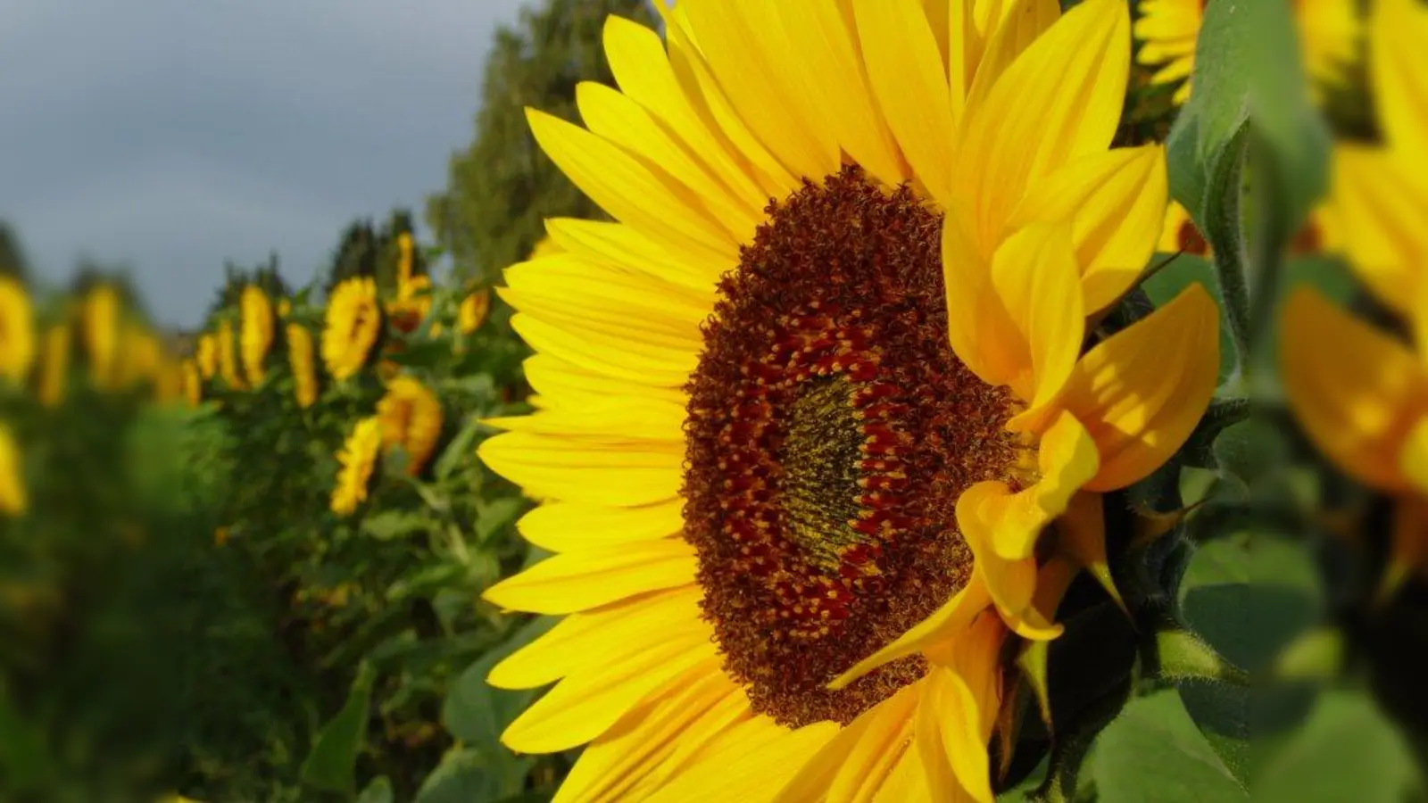 Denkt man an Sonnenblumen, hat man sofort das Bild von gelb blühenden und vor allem großen Pflanzen im Kopf. Mittlerweile gibt es auch kleine Züchtungen, die in Beete integriert oder in Töpfe gepflanzt werden können. (Foto: Kunstart.net/pixelio)