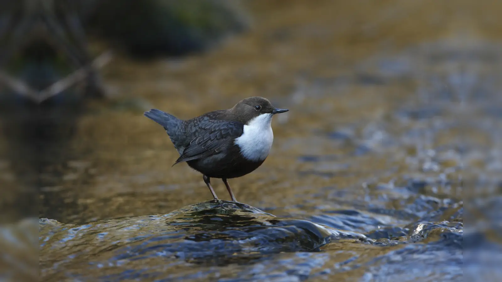 Die Wasseramsel lässt sich derzeit gut am Gündiger Wehr beobachten. (Foto: Dr. Wolfgang Kuhn)