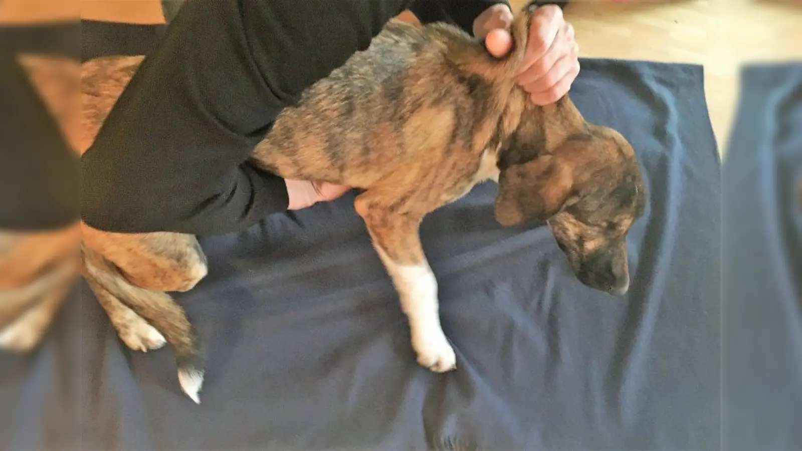 Ist ein Tier verletzt, aber bei Bewusstsein, so kann man es mit einer Hand vorsichtig im Nackenfell greifen und die andere Hand unter den Körper schieben, um es auf eine Decke zu legen. (Foto: bb)