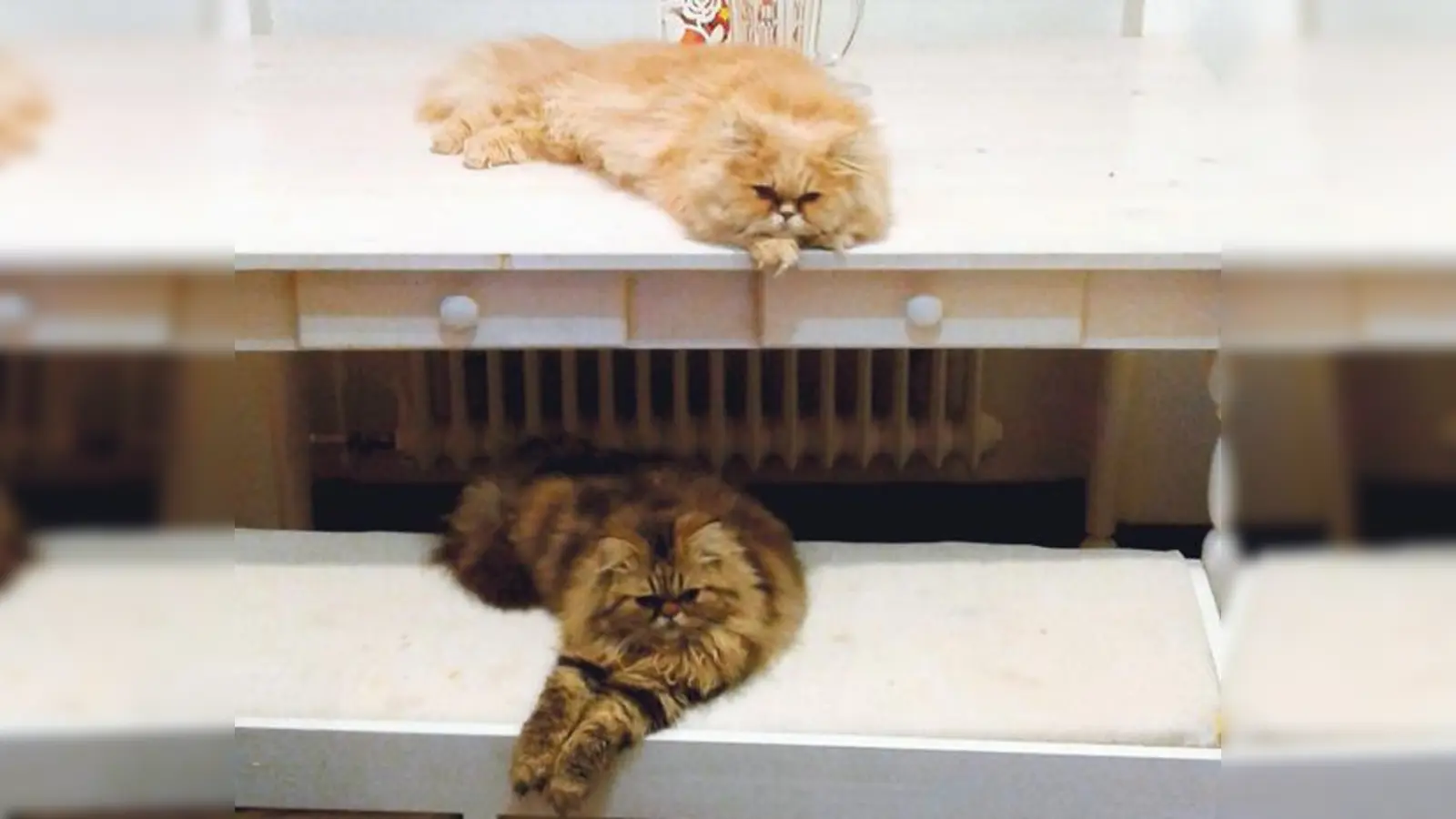 Der Freundeskreis Katze und Mensch gründet eine Regionalgruppe in Ebersberg.	 (Foto: privat)