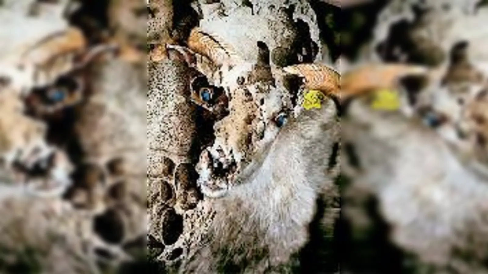 »Das wilde Schaf« und andere Montagen sind in der Galerie S zu sehen.  (Foto: SVN)