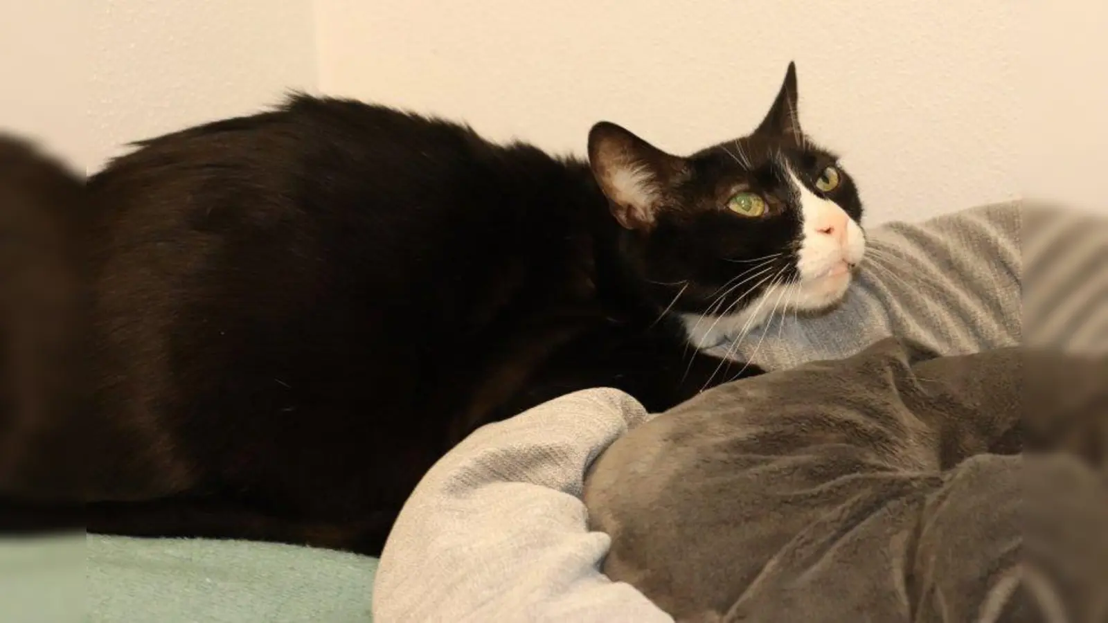 Seppi (Foto: Tierheim München)