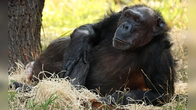 Brigitte ergänzt die Gruppe der zentralafrikanischen Schimpansen im Tierpark Hellabrunn. Das Kennenlernen findet hinter den Kulissen statt. (Foto: Tierpark Hellabrunn/Kate?ina Misíková )