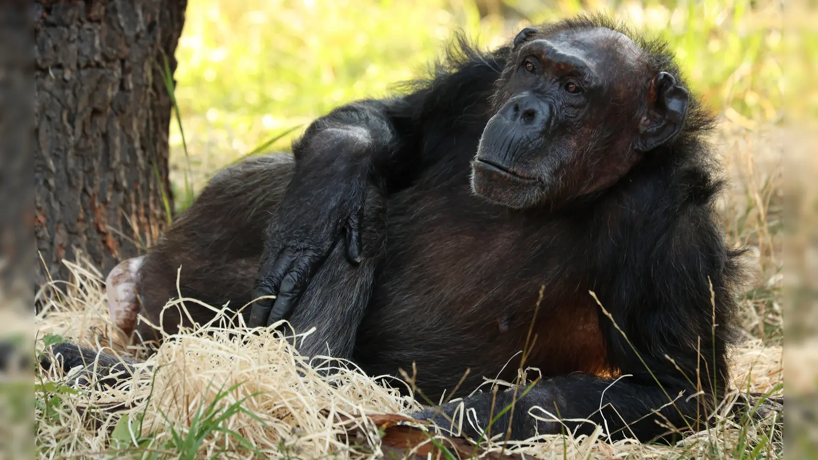 Brigitte ergänzt die Gruppe der zentralafrikanischen Schimpansen im Tierpark Hellabrunn. Das Kennenlernen findet hinter den Kulissen statt. (Foto: Tierpark Hellabrunn/Katerina Misíková )