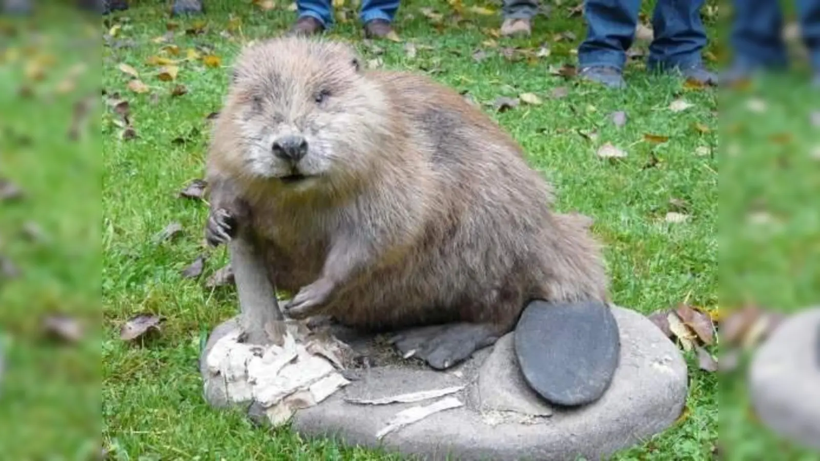 Des einen Freud, des anderen Leid. Der Biber steht unter Naturschutz, sorgt allerdings für viel Zerstörung an heimischen Bäumen. (Foto: VHS)