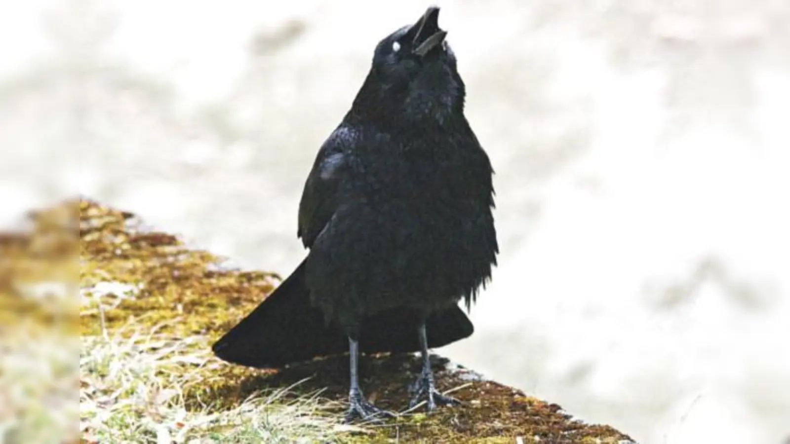 »Sehr ruffreudig« ist die Saatkrähe. Das macht sie, wenn sie 1.300 mal im Stadtgebiet vorkommt, zum Thema.  (Foto: kw)