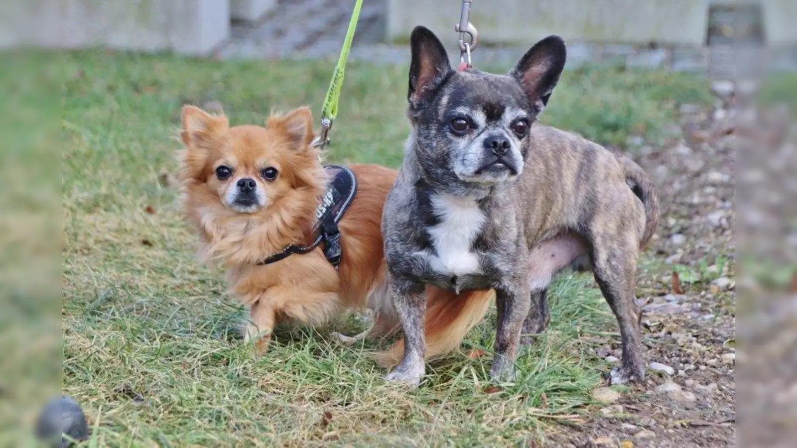 Gucci (l.) und Luis suchen eine neues Zuhause - gerne auch unabhängig von einander. (Foto: Tierheim München)