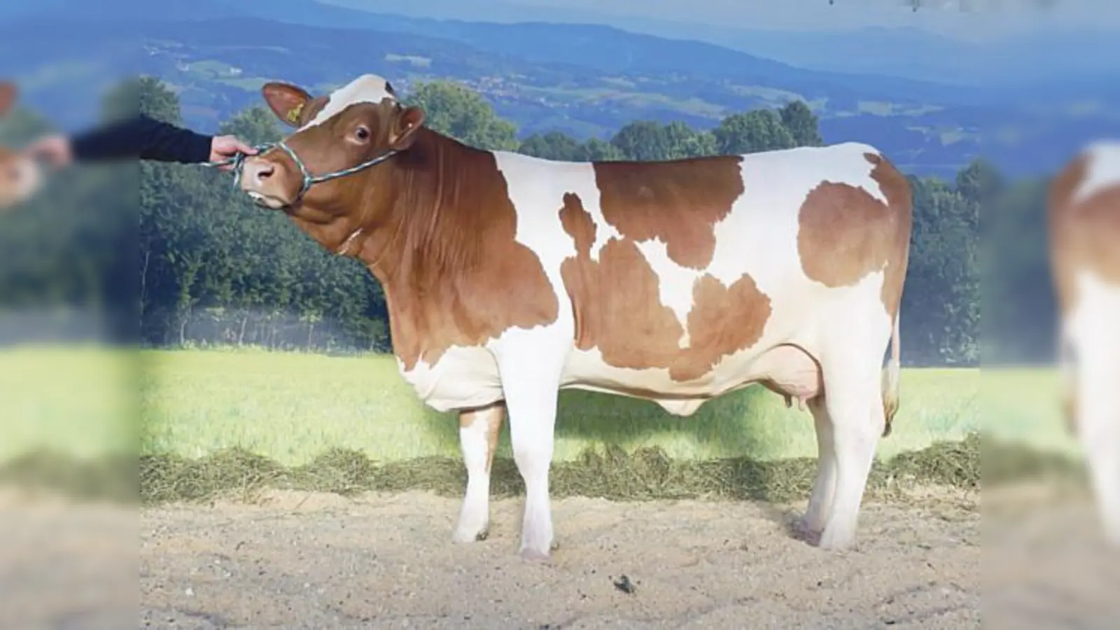 Eine der »schönsten Kühe« aus dem Landkreis Ebersberg: »Prinzes« aus der Zucht von Anton Koegl aus Buch / Kirchseeon. 	 (Foto: VA)