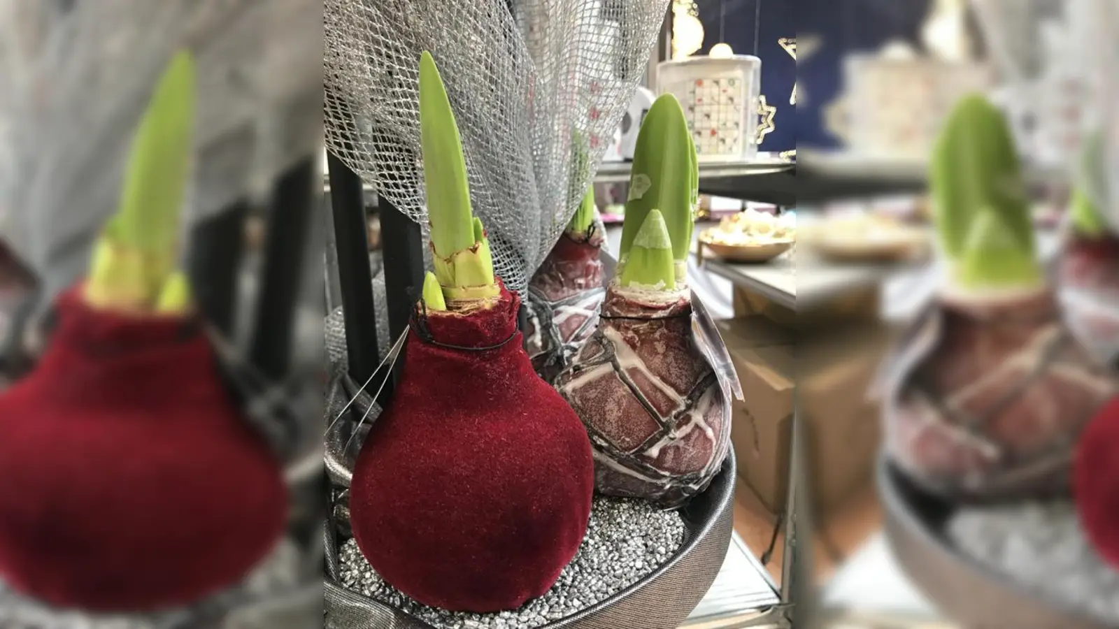 Diese wunderbaren Amaryllis haben wir bei der Gärtnerei Bisle in Harlaching entdeckt. Daran hat man lange Freude.  (Foto: hw)