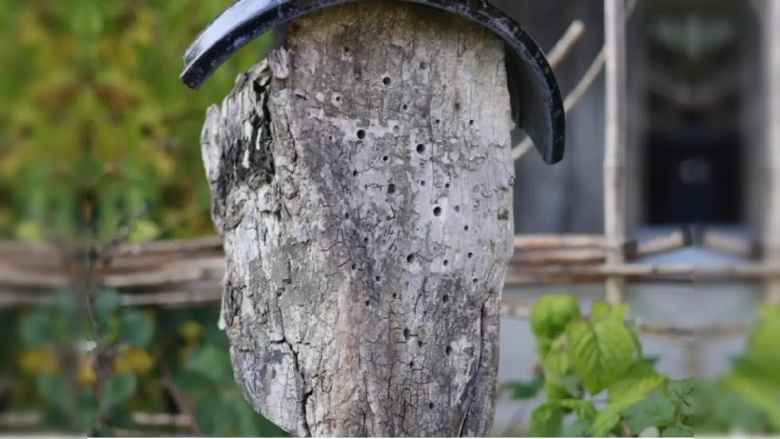 Wozu diese Löcher im Pfahl wohl dienen? Erklärungen liefert Irmengard Jakob bei Führungen durch ihren Garten.  (Foto: I. Jakob)