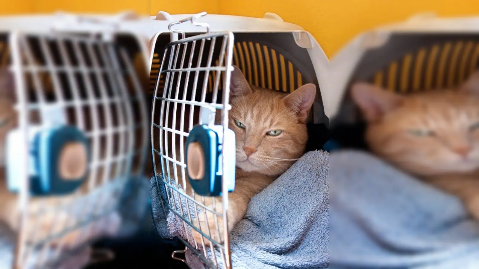 Einmal jährlich sollten bestimmte Impfungen aufgefrischt werden. Generell empfiehlt der Tierschutzverein München im Frühling einen Gesundheitscheck beim Tierarzt. (Foto: piu700/pixelio.de)