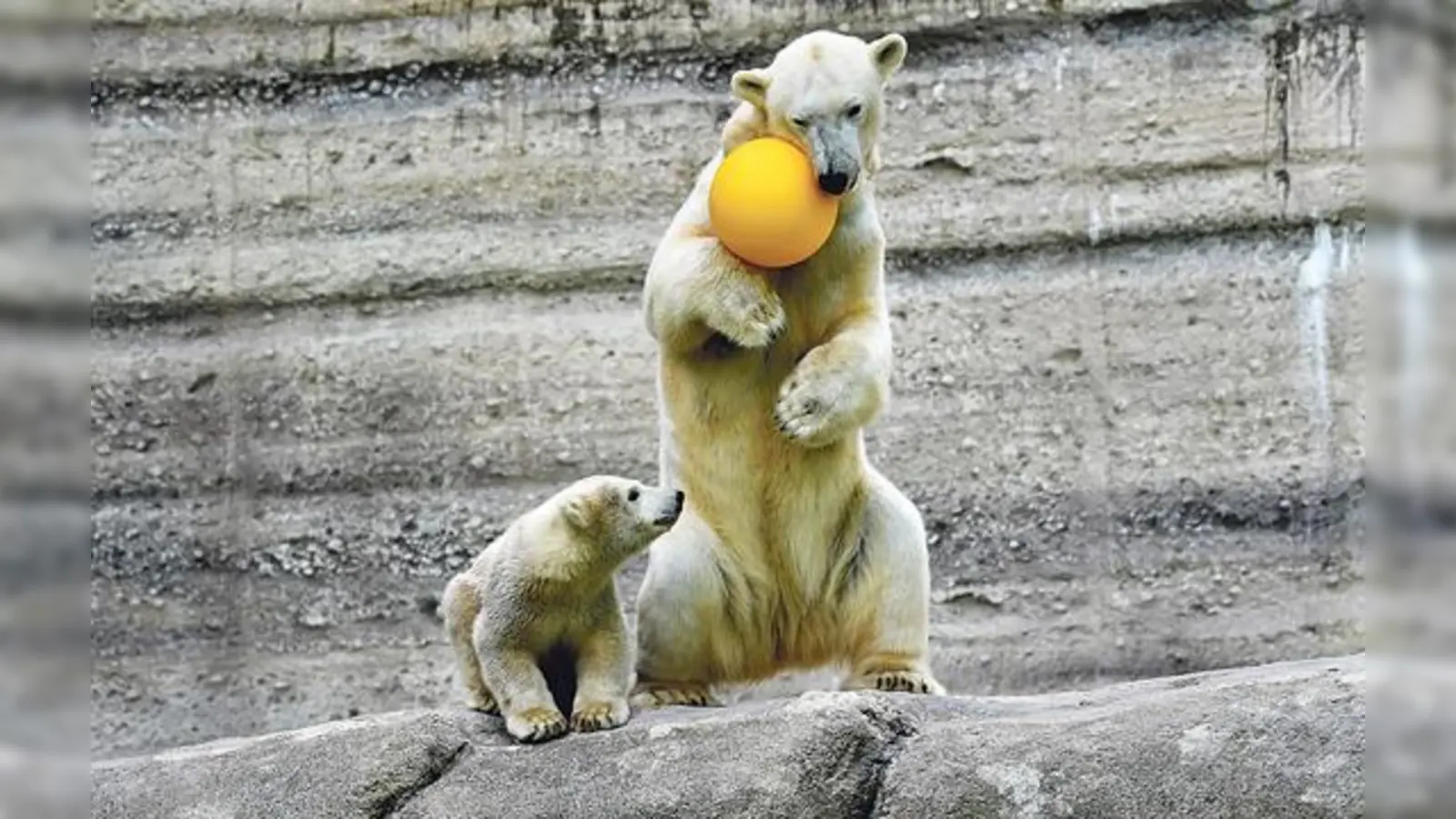 Eisbärenbaby Quintana erlebt mit ihrer Mutter Giovanna viele neue Abenteuer in der Felsenanlage.	 (Foto: VA)