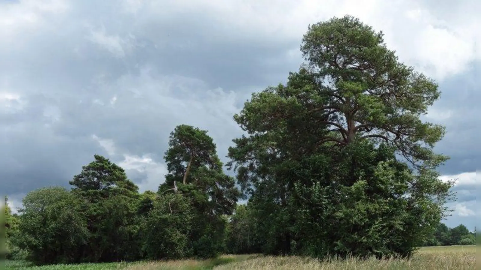 Rettung: Die Kieferngruppen im Krenmoos sind kaum noch wahrzunehmen. Eschen sind in die Kronen gewachsen, Taubenkirschen und andere Gehölze bedrängen die Methusalems. (Foto: VDM)