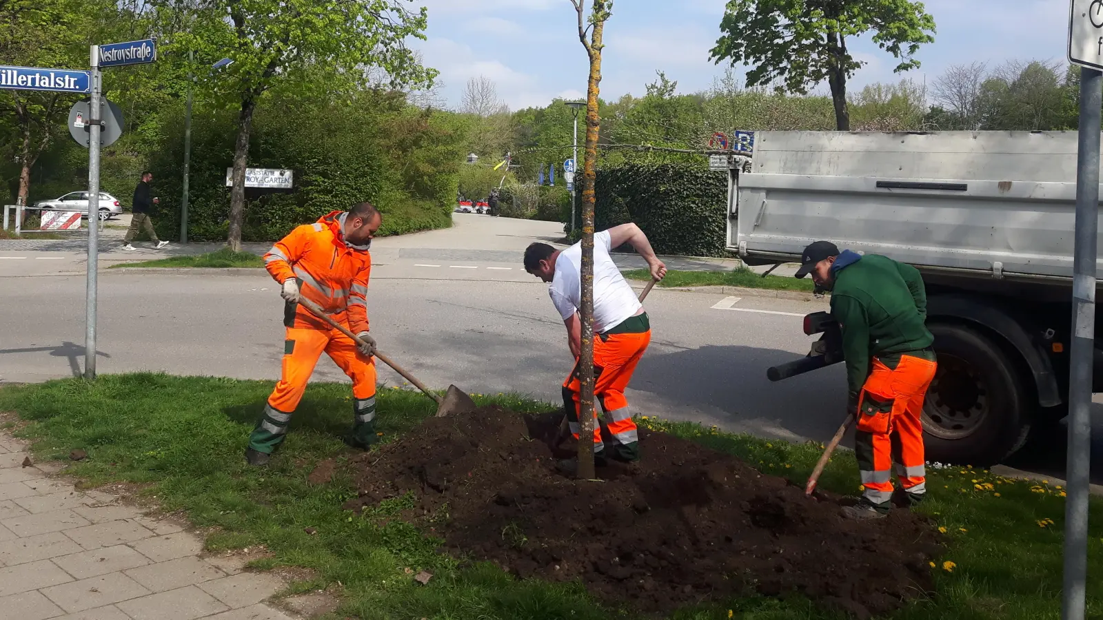 Im August wurde der Feldahorn an der Zillertalstraße gepflanzt. (Foto: red)