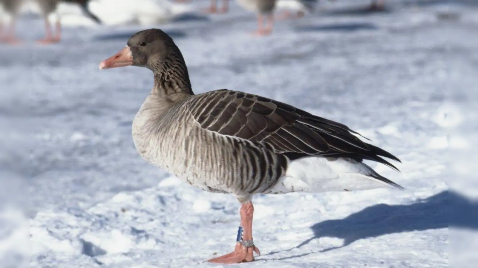 Auch Graugänse lassen sich von Kälte nicht abschrecken. (Foto: Silke Sorge)