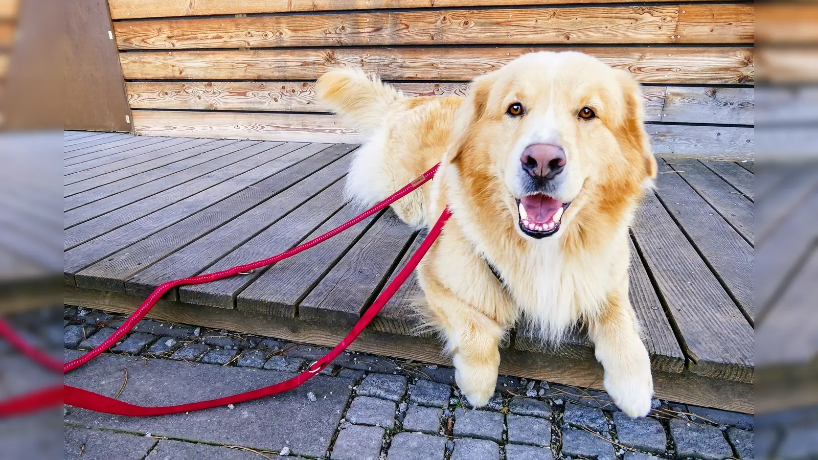 Für Kyma eignet sich am besten ein rasse-erfahrener Hundehalter, der dem energiegeladenen Hund ein weitläufiges Zuhause bieten kann. (Foto: Tierheim Riem)