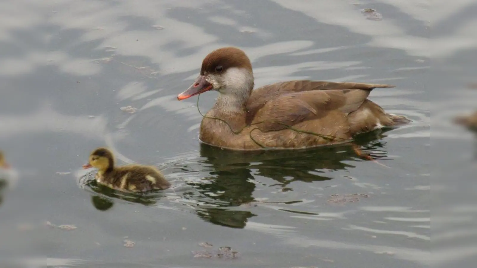 Kolbenenten können aktuell mit ihren Küken beobachtet werden. (Foto: Silke Sorge)