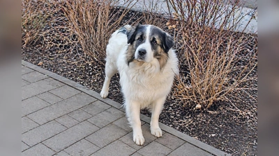 Rudi benötigt eine konsequente und souveräne Führung und darf noch einiges lernen.  (Foto: Tierheim Riem)