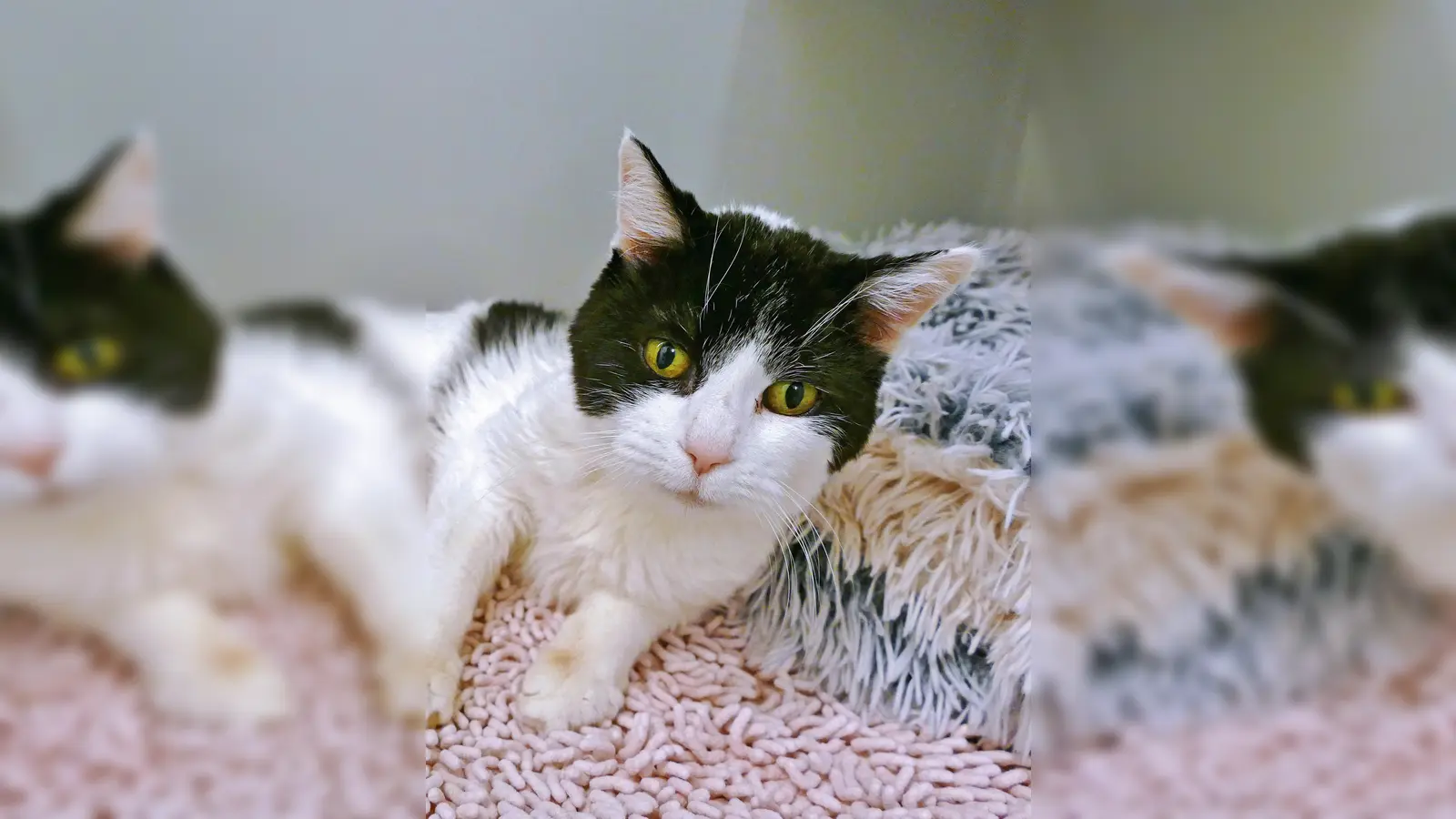 Europäisch Kurzhaar Katze Phoebe. (Foto: Tierheim Riem)