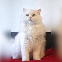 Kater Mimo. (Foto: Tierheim Riem)