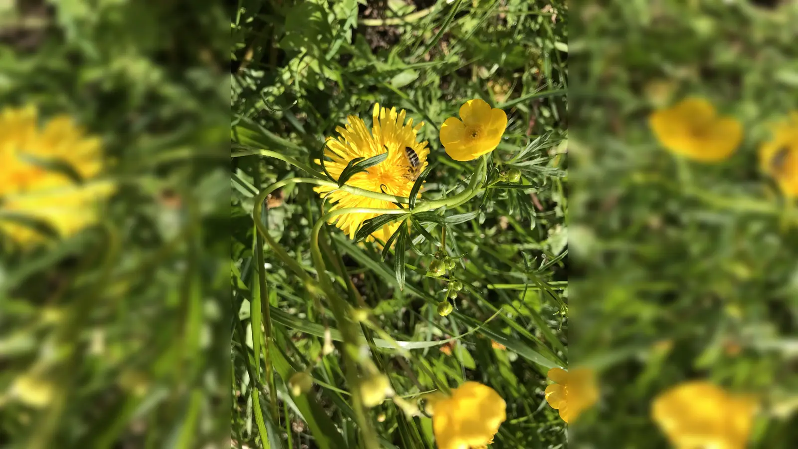 Wer seine Pflanzenschutz- und Flüssigdüngerverpackungen von Pamira kostenfrei entsorgen möchte, hat bei den oben genannten Stellen dazu die Gelegenheit.  (Foto: hw)