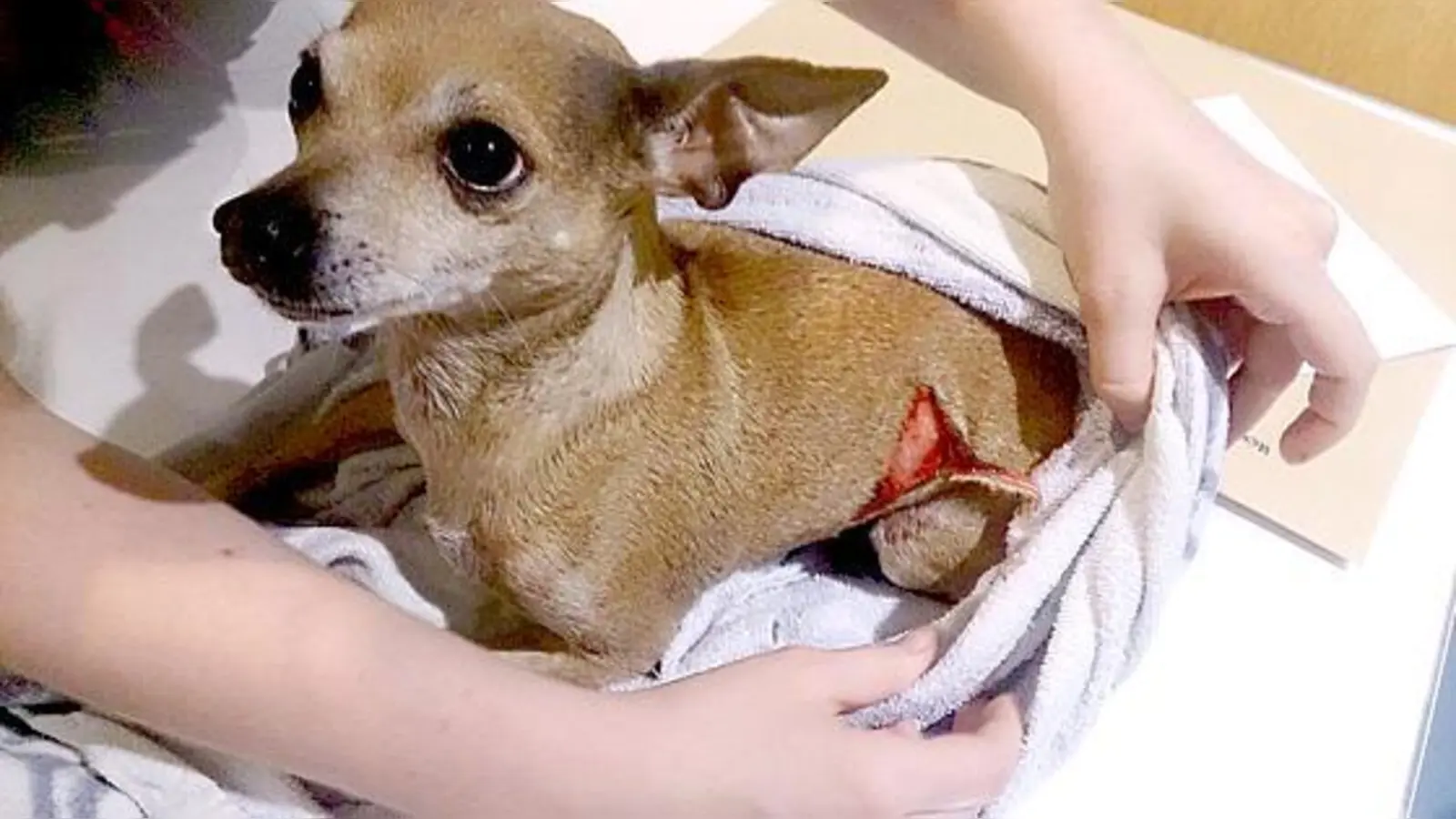 Der kleine Chihuahua musste in der Tierklinik Ismaning notoperiert werden.	 (Foto: privat)