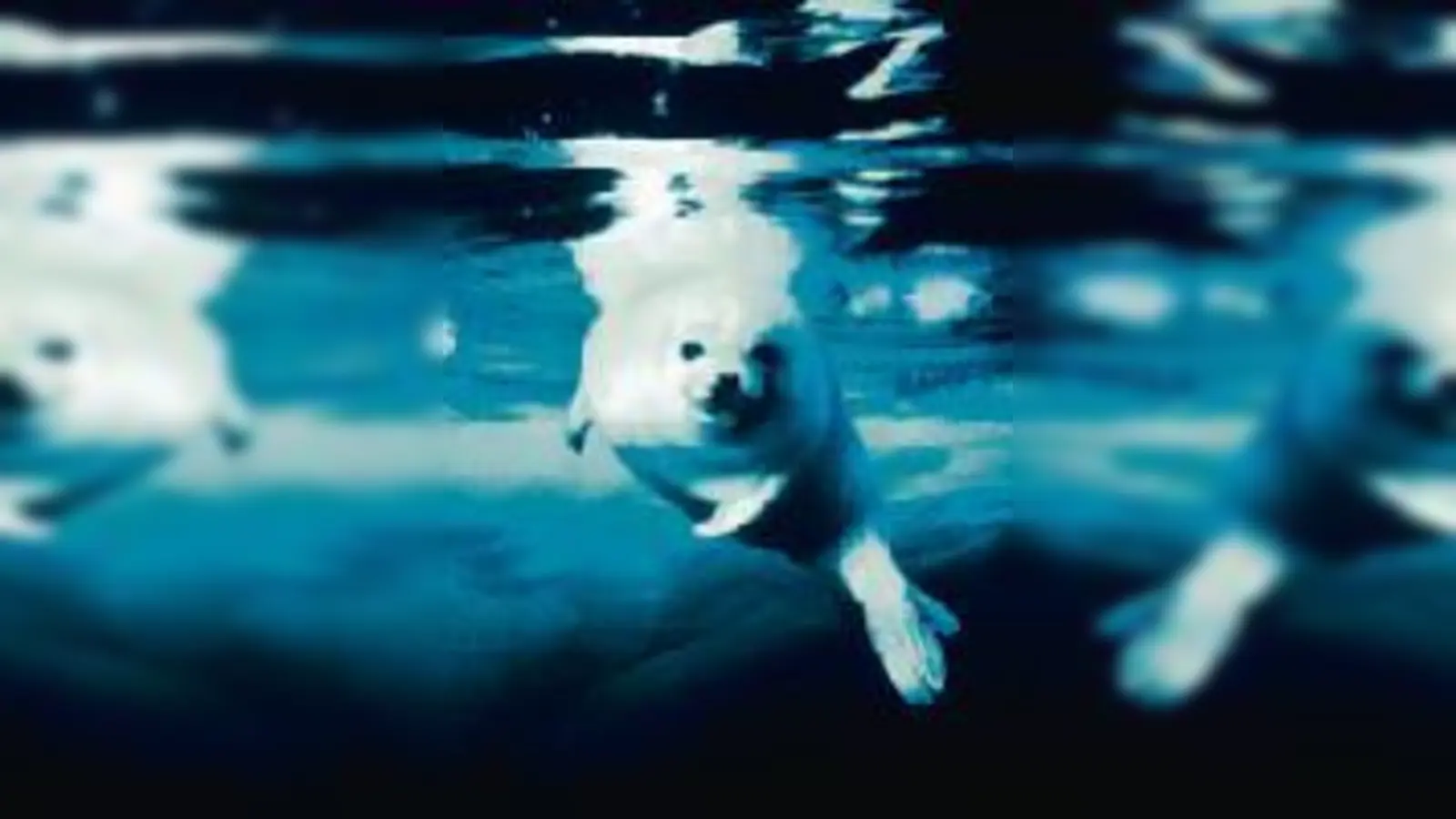 Auch Sattelrobben müssen schwimmen lernen  hier im Bild festgehalten von Brian Skerry.  (Foto: B. Skerry/Natural History Museum & BBC Wildlife Magazine)