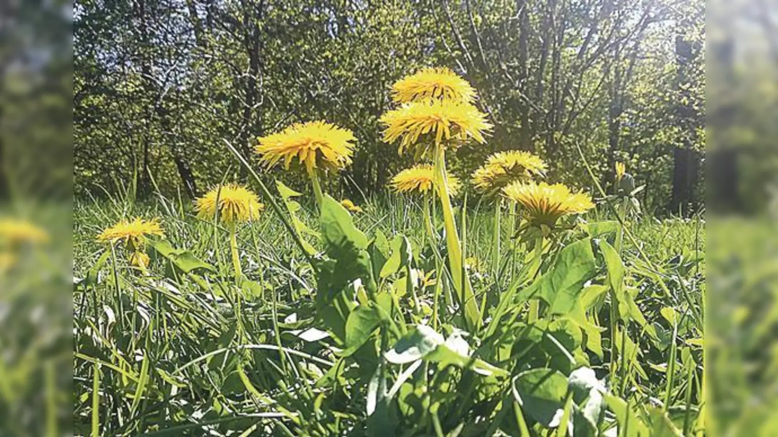 Auf dem ÖBZ-Gelände blüht der Löwenzahn.   (Foto: Marc Haug)