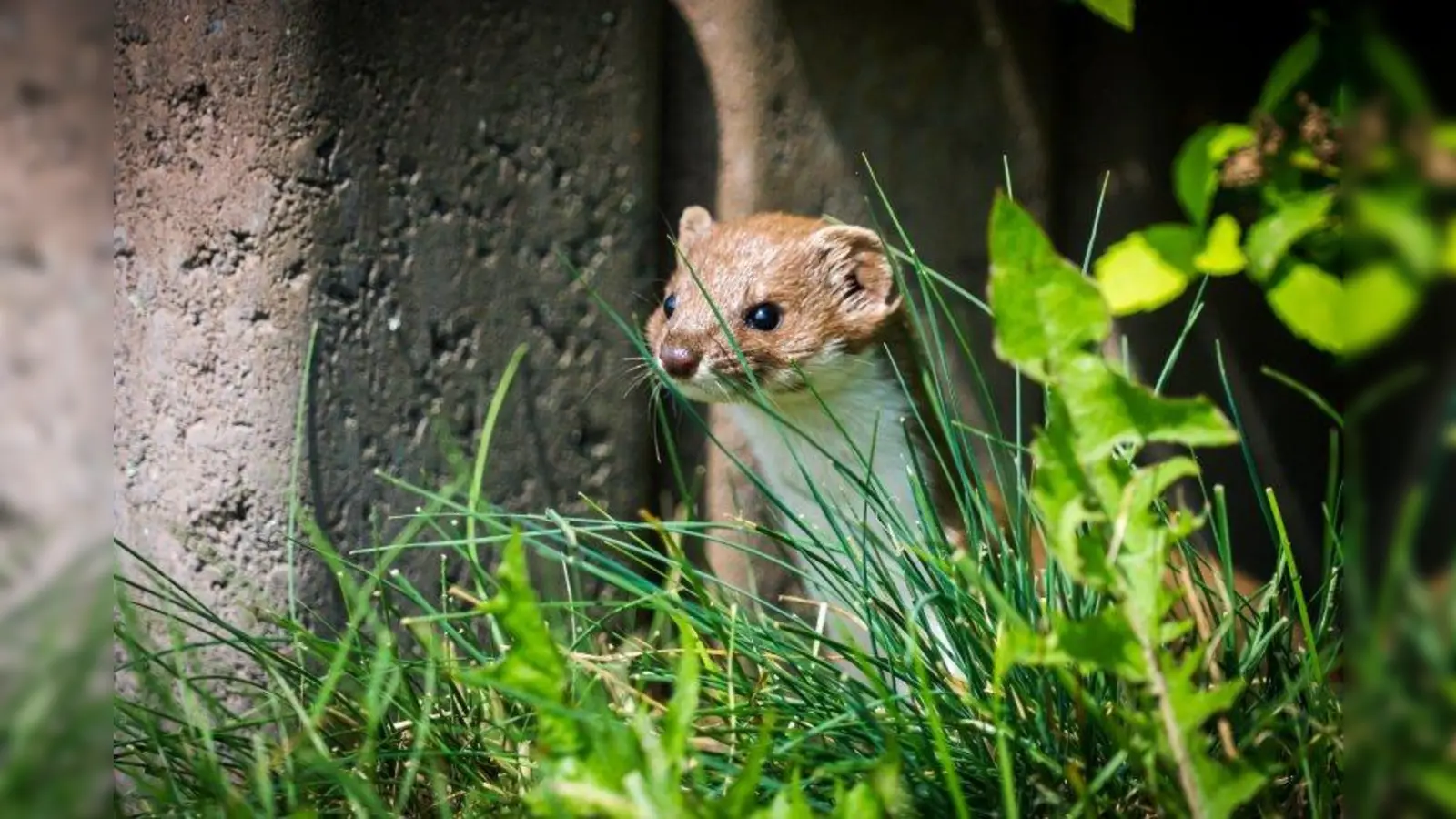 Mauswiesel können in der Wildnis zwischen drei und fünf Jahre alt werden. Viele Tiere sterben aber schon im ersten Lebensjahr. Zu ihren natürlichen Feinden gehören Greifvögel und Füchse. (Foto: Dawid Sliwka)