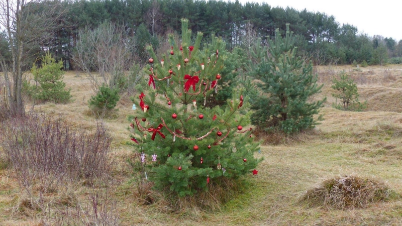 Einen Christbaum aus der Fröttmaninger Heide kann man sich am 13. Dezember gratis abholen. (Foto: Heideflächenverein )