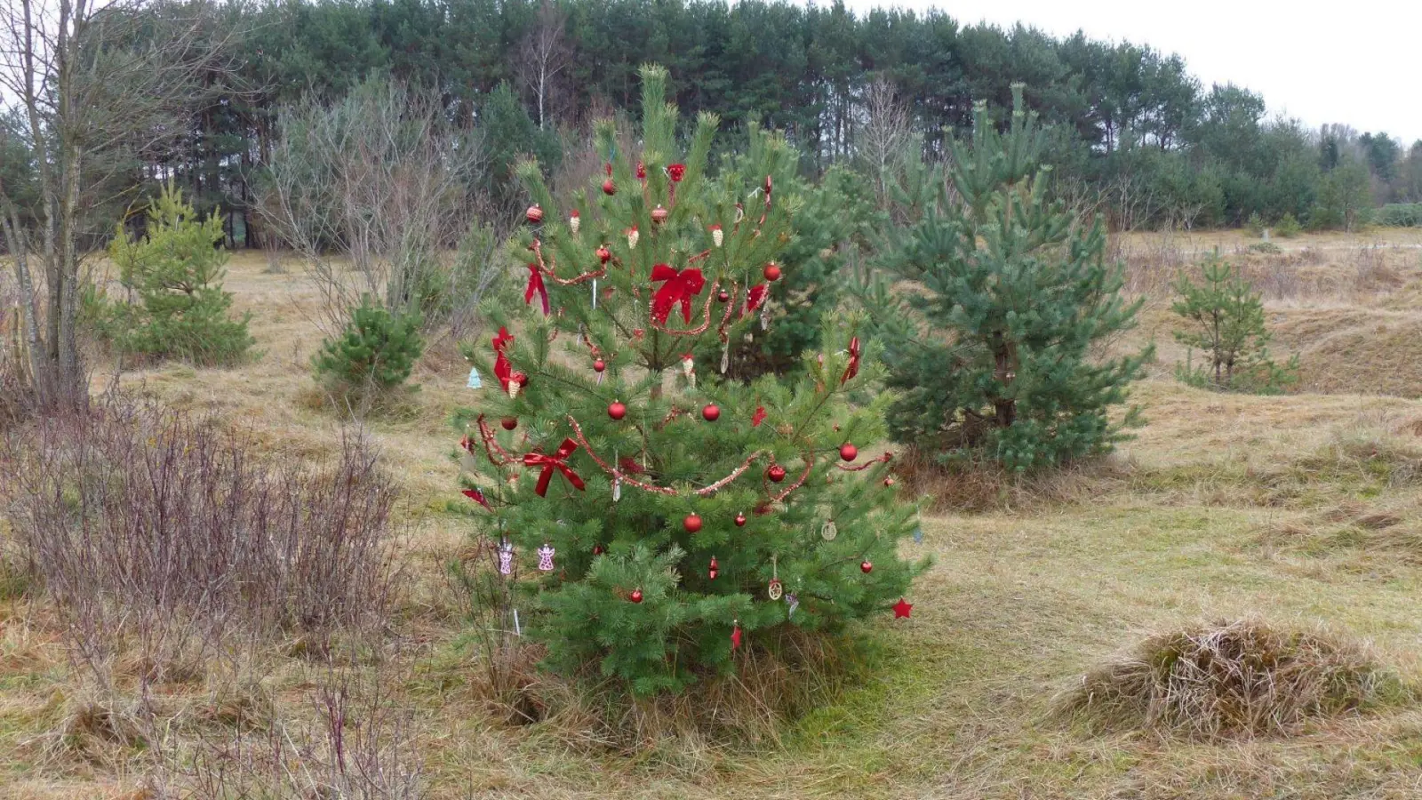 Einen Christbaum aus der Fröttmaninger Heide kann man sich am 13. Dezember gratis abholen. (Foto: Heideflächenverein )
