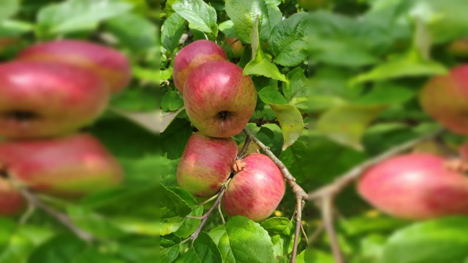 Bis zum 23. Oktober kann man sein eigenes Obst zu Saft pressen lassen. (Foto: Ver)