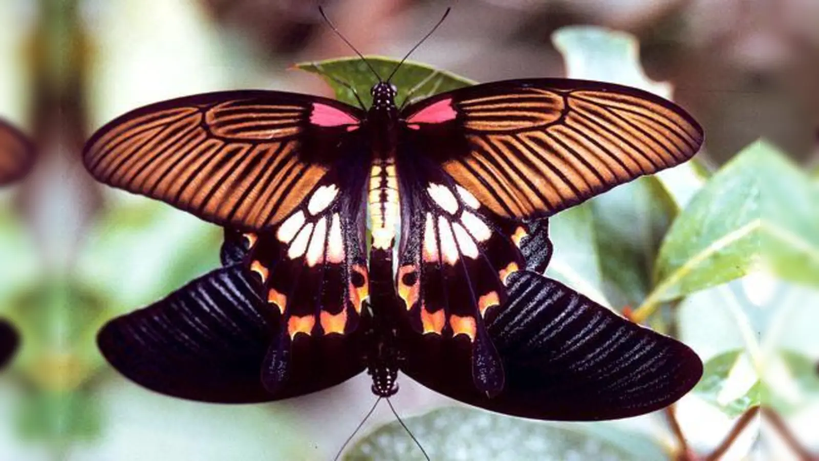 Wie ein kleines Kunstwerk wirkt der Ritterfalter. Wer ihn entdeckt, darf ihn auch fotografieren, aber ohne Blitz und ohne Stativ.	 (Foto: VA)