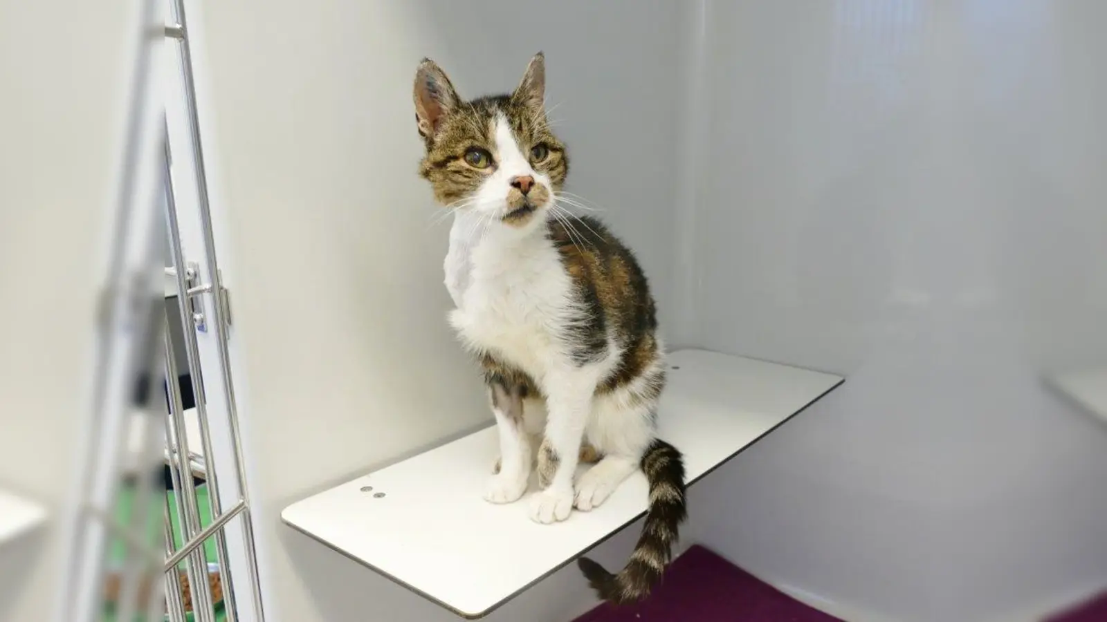 Nico (Foto: Tierheim München)