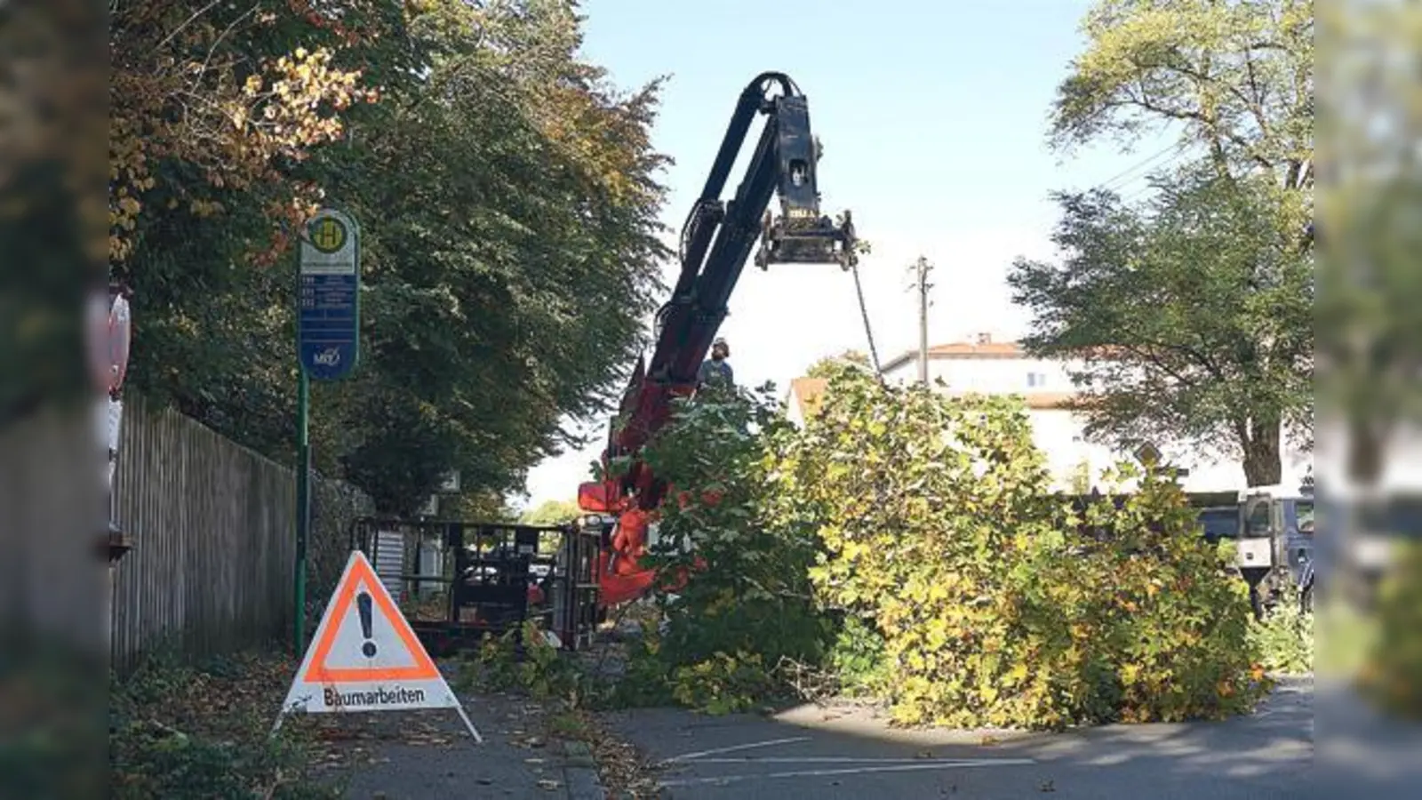 Gegen das rigoros Fällung aller Bäumen im Umkreis von befallenen Exemplaren richtet sich die neu gegründete Bürgerinitiative in Neubiberg.	 (Foto: Boschert)