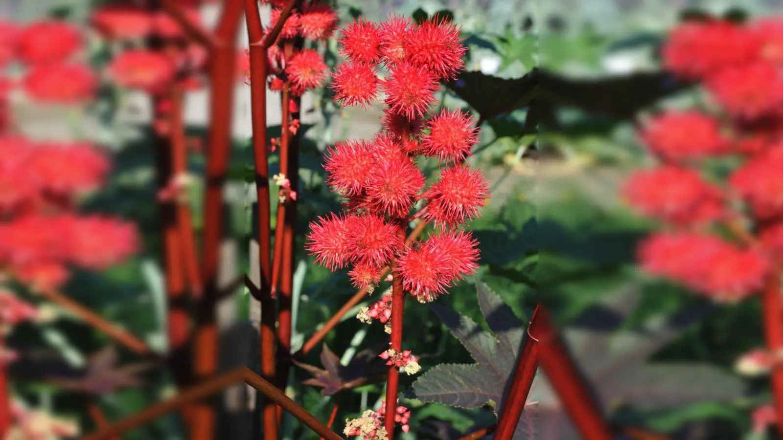 In der Bibel wird der Rizinus in Zusammenhang mit Jonas (Buch Jona 4,6 bis 4,10. I) erwähnt. (Foto: Botanischer Garten)