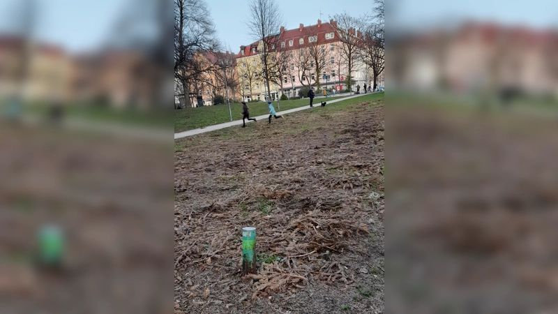 Statt Christbäumen zeigt sich am Georg-Freundorfer-Platz nun Brachfläche. In diesem Jahr hatte der Abfallwirtschaftsbetrieb München (AWM) erstmals eine Christbaumsammelstelle am Georg-Freundorfer-Platz eingerichtet. Diese wurde auch rege genutzt, sodass sich zwischen Ende Dezember und Mitte Februar zahlreiche Bäume über dem mittleren Wiesenfeld im Park verstreuten. Der Wiese scheint die Sammelaktion indes nicht bekommen zu sein. Die Tannenbäume sind inzwischen zwar vom Georg-Freundorfer-Platz abgeholt worden, darunter aber lichtet sich nun die übrig gebliebene öde Wiesenfläche, so dass sich Stadtteilbewohner fragen, wie sinnvoll die Errichtung der Christbaumsammelstelle im höchst-frequentierten Park des Viertels sein mochte. Bleibt zu hoffen, dass mit dem Frühling nun neues Gras darüber wächst. (Foto: Beatrix Köber)
